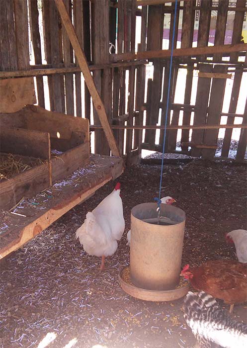 free chicken coop floor