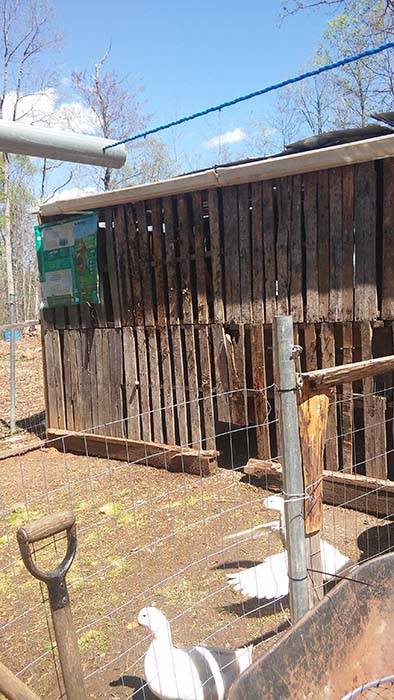 a yard with the free chicken coop