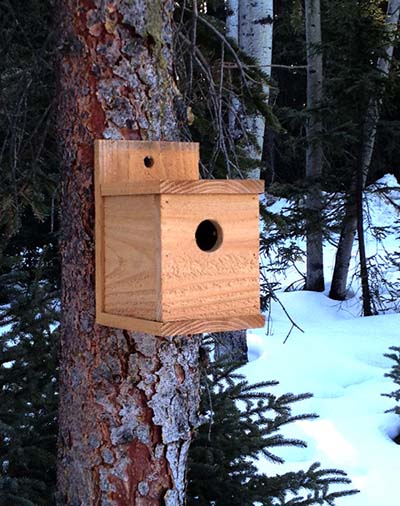 1-dollar birdhouse plans