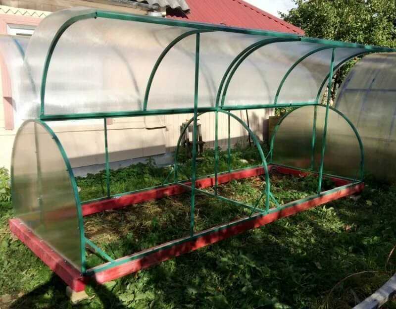 огуречник бабочка