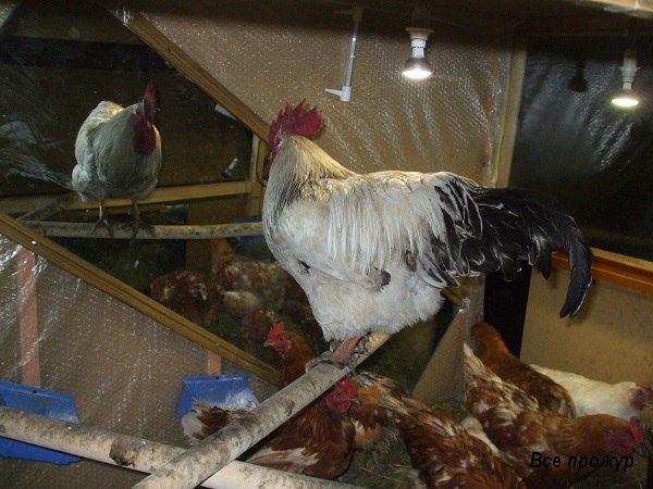 Все про курятник - основы правильной постройки. Все про курятник - основы правильной постройки.