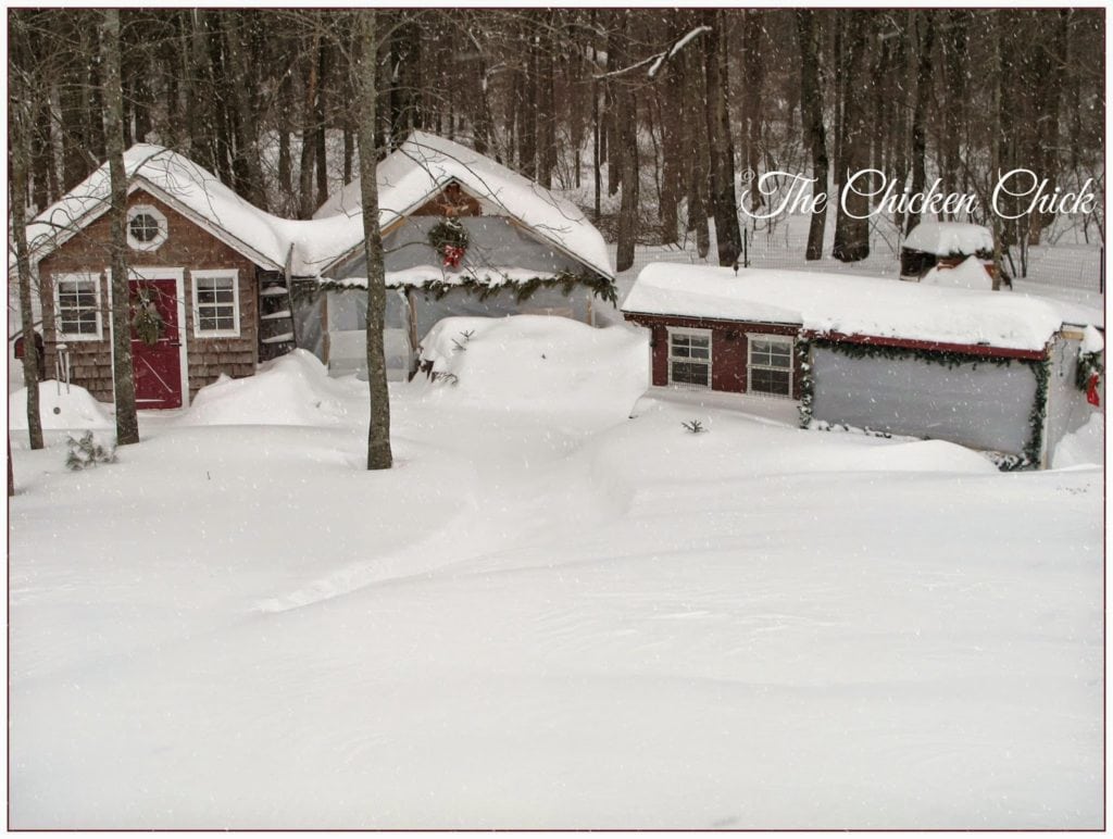 Consider how difficult it will be to get to the coop to care for the flock in the worst weather. How far is the coop from the closest water source? In hot climates, a mister may be necessary. In cold climates, shoveling, plowing, hauling water, feed and collecting eggs will be a major burden if the coop is too far from the house.