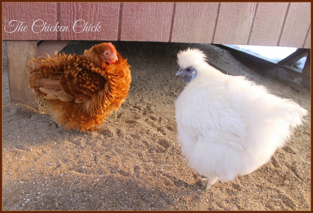 Raise the coop off the ground a foot or two- this creates additional outdoor square footage for confined chickens, a shady spot in hot weather, a dry space in the rain and a hiding spot for bullied birds. 