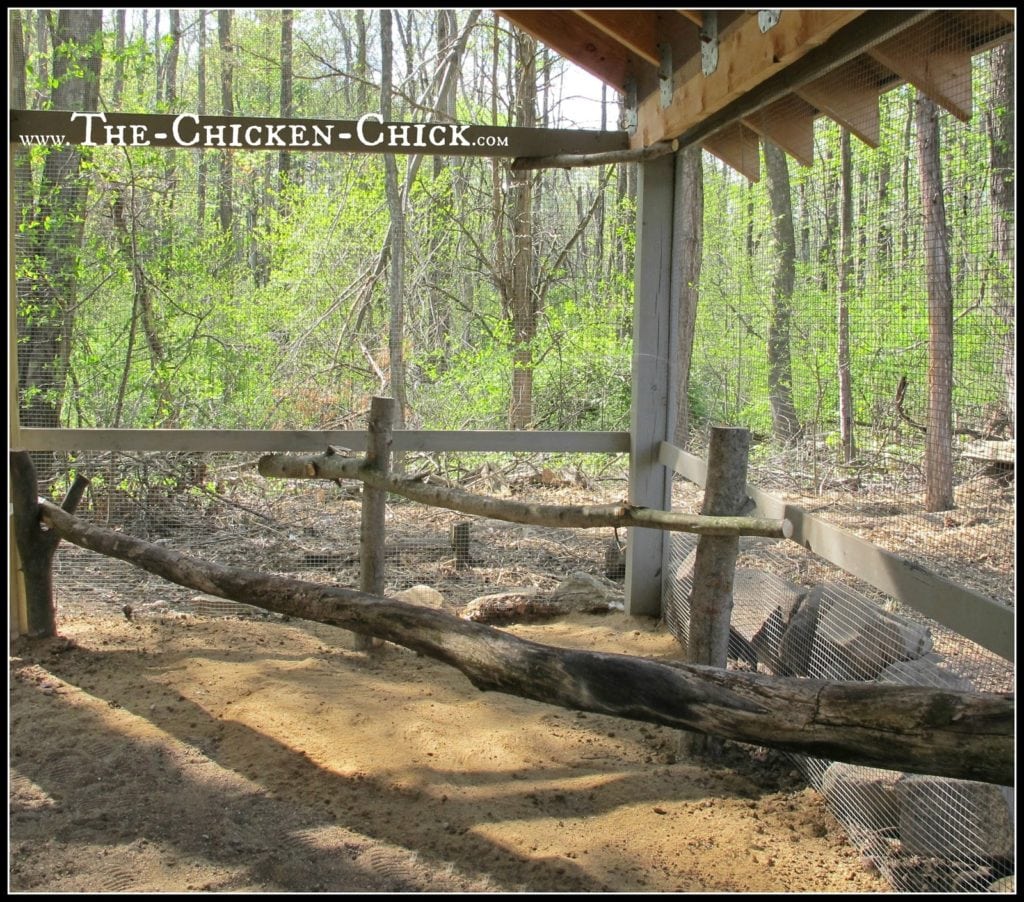 Add roosts, ladders, chairs, tree stumps to the run to create more vertical space for confined chickens. 