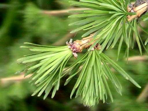 Лиственница европейская, или Лиственница опадающая (Larix decidua)