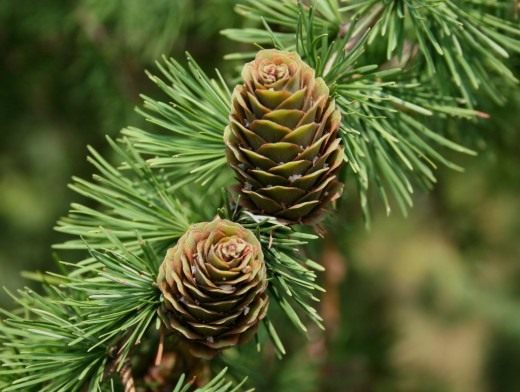 Лиственница (Larix)